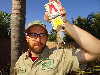 Plano pest control